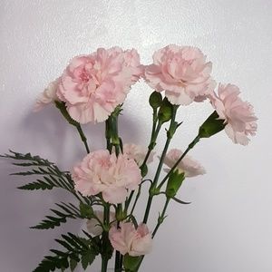 Meet your Posher, Lina